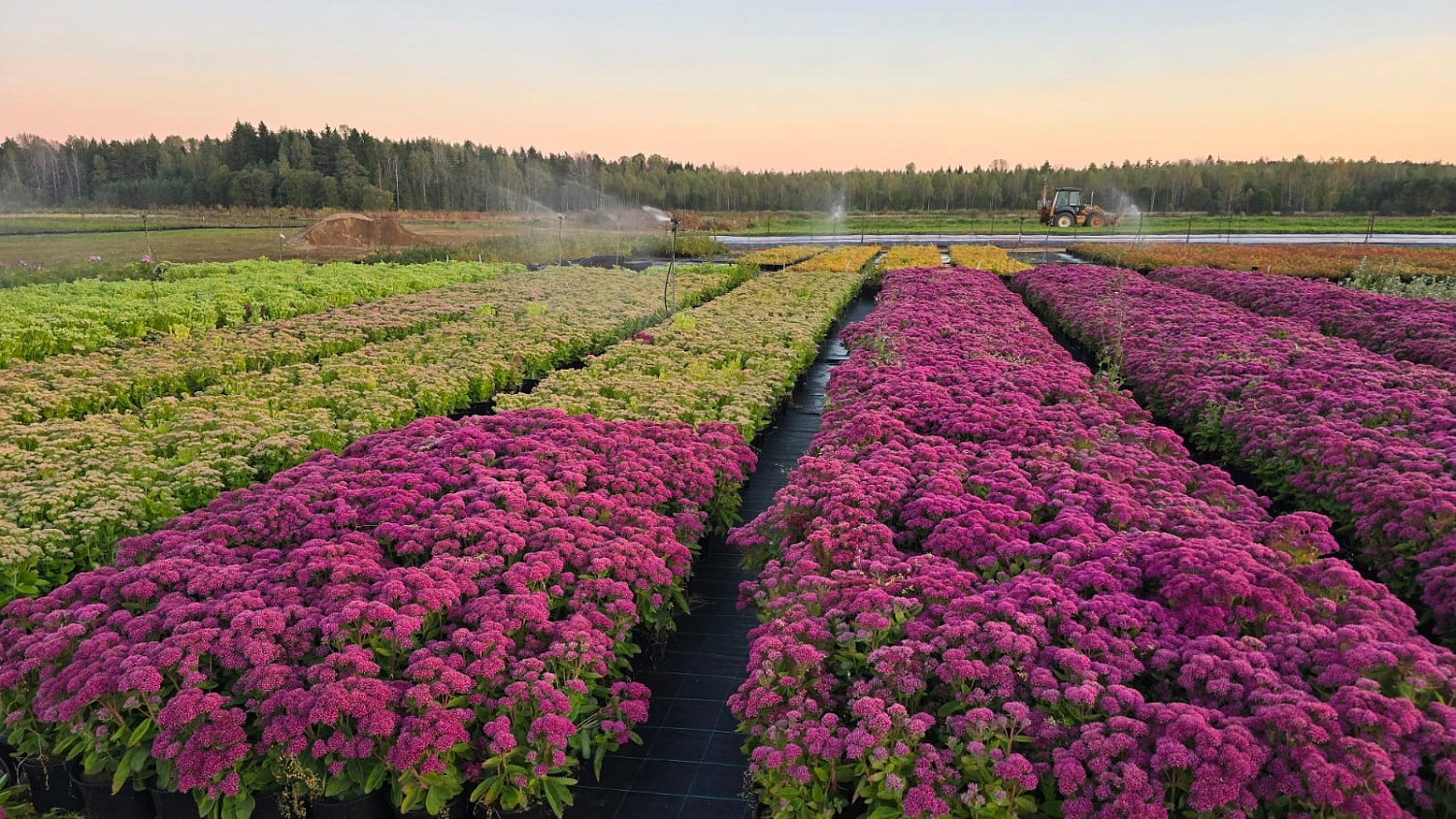 Где рождаются наши продукты — Псков в кадре